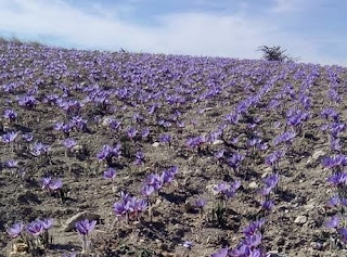  Ξεκίνησε η συγκομιδή του κρόκου στην Κοζάνη – Τα πρώτα λουλούδια στα χωράφια
