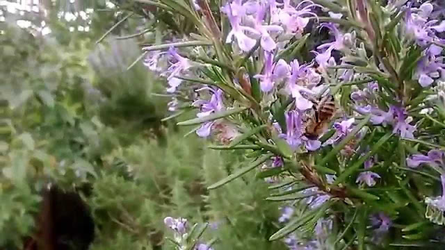  Το μυστικό της μακροζωίας μπορεί να κρύβεται στο δενδρολίβανο