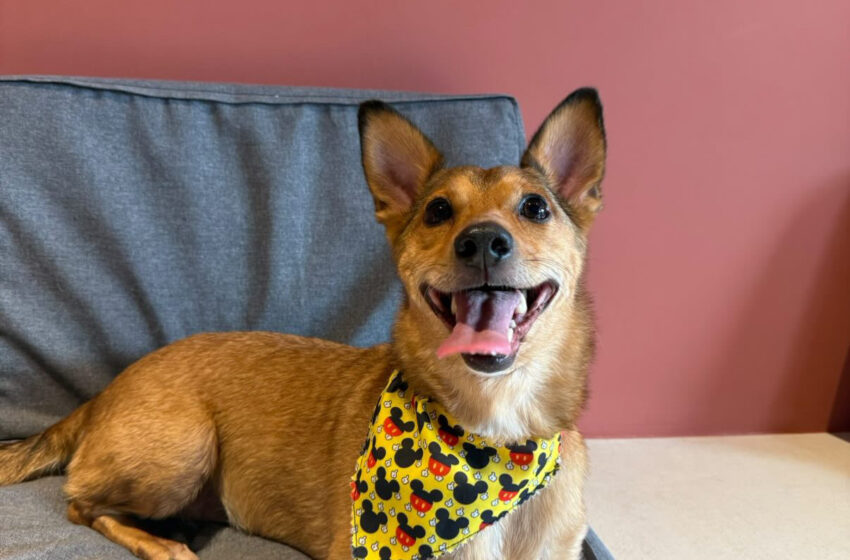  Scherlock’s Bandanas & More – Μικρές υφασμάτινες ιστορίες γεμάτες αγάπη για τους τετράποδους φίλους μας